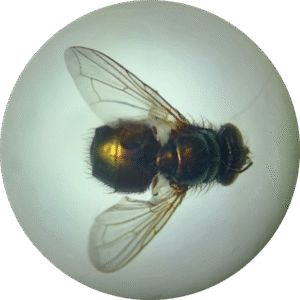 Mosca adulta de Lucilia sericata vista bajo el microscopio.