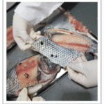 Extracción de piel de tilapia para su posterior esterilización y uso como apósito en el tratamiento de quemaduras