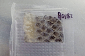 Piel de tilapia estéril sellada al vacío y etiquetada para su distribución clínica.