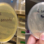 Agares preparados para el transporte estéril de larvas de Lucilia sericata utilizados en larvaterapia.