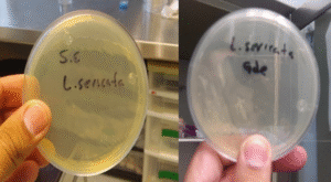 Agares preparados para el transporte estéril de larvas de Lucilia sericata utilizados en larvaterapia.