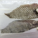 Piel de tilapia preparada para su uso en el tratamiento de quemaduras.