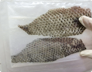 Piel de tilapia preparada para su uso en el tratamiento de quemaduras.