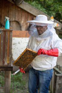 Apicultor sosteniendo un cuadro con abejas en una colmena, ejemplo del aprovechamiento de insectos para la producción de miel, cera y propóleo