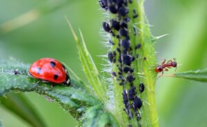 Catarina depredando en una planta, ejemplo de depredación en las interacciones ecológicas de los insectos