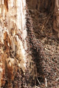 Grupo de hormigas trabajando en el suelo, ejemplo de la importancia de los insectos en la conservación de la biodiversidad y el equilibrio ecológico
