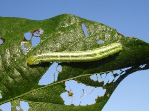 Larva de gusano terciopelo alimentándose de una hoja, ejemplo de insecto plaga en la entomología aplicada