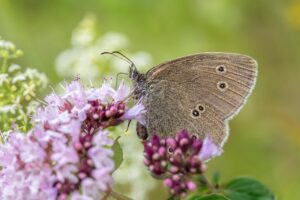 Mariposa polinizando una flor, ejemplo de la relación ecológica de los insectos en la naturaleza
